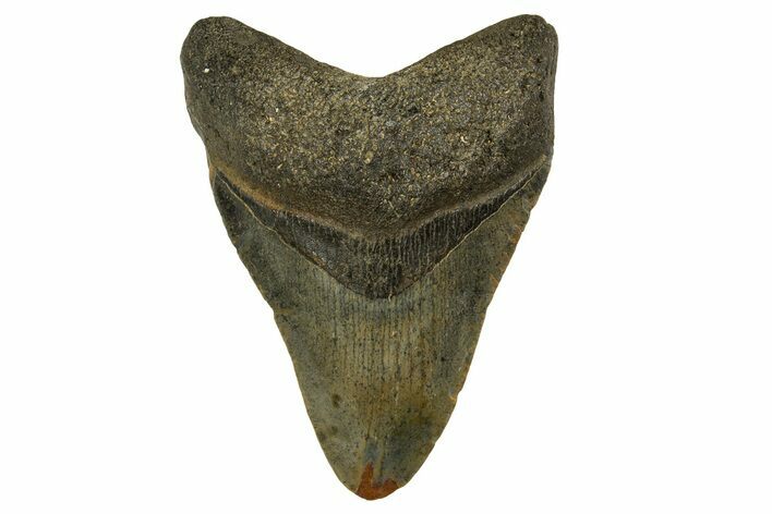 Fossil Megalodon Tooth - North Carolina #328035